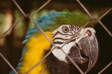 Guacamaya 