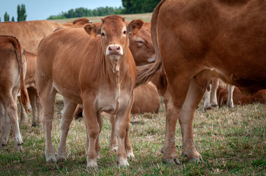 Vaches Parthenaise