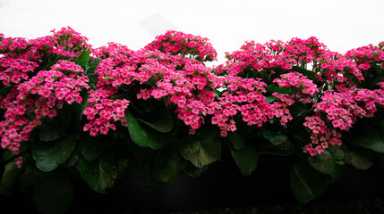 bright pink tiny flowers blooming