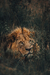 lion in the grass