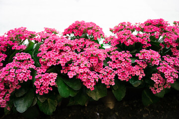 bright pink tiny flowers blooming