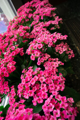 bright pink tiny flowers blooming