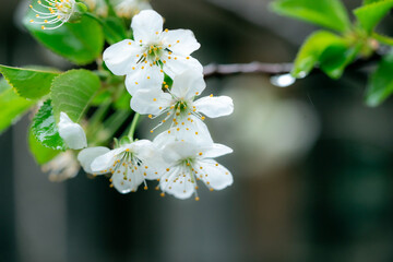cherry blossom flowers close up