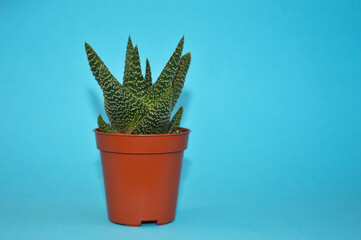 a green live flower in a pot, a beautiful succulent. a houseplant. background for the design