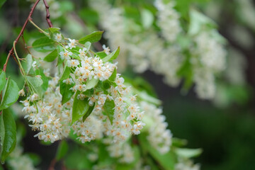 spring leave branch with tiny white flowers