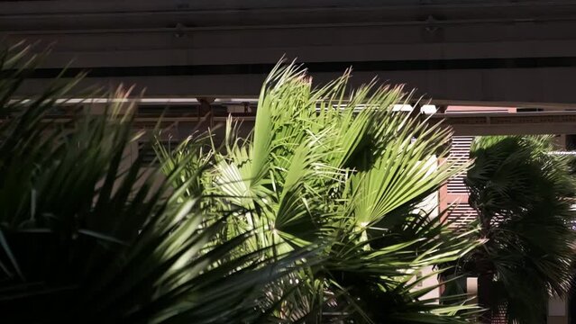 strong wind shakes a palm tree in Dubai, slow motion