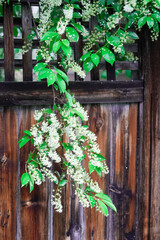 spring leave branch with tiny white flowers after rain