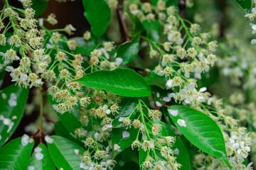 spring leave branch with tiny white flowers
