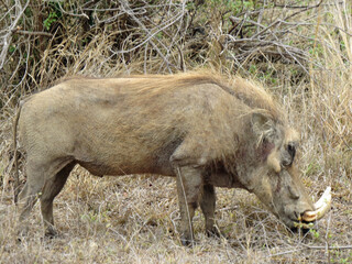warthog in the wild