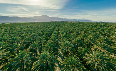 Aerial photo of palm trees. Plantation of date palms. Tropical agriculture industry. Palm oil...