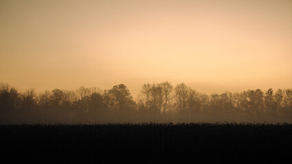 Sunrise in the forest