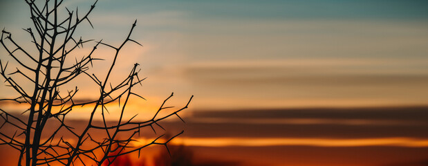 Banner. Thorny branches of a hawthorn bush on the background of sunset. The beauty of the wild. Romance and tranquility, pleasure and peace. Golden clouds and orange sunset