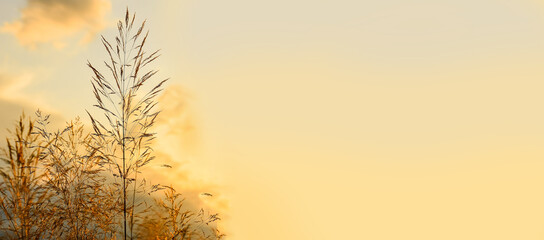 Banner. Sunset in the field. Grass against the setting sun and golden clouds. Calm and tranquility. Natural natural background. Pattern and wallpaper. The beauty of the wild nature