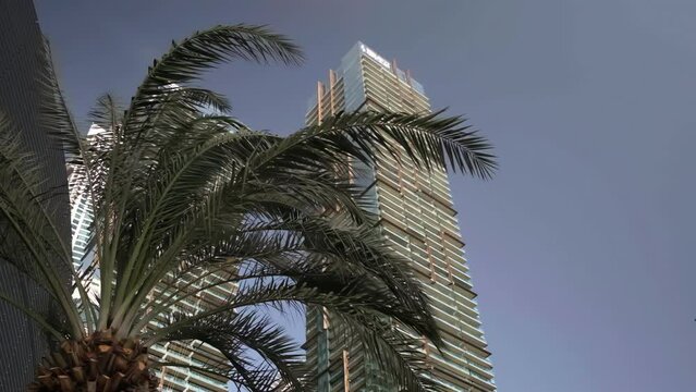 strong wind shakes a palm tree in Dubai, slow motion