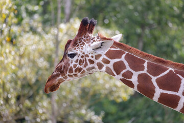 Giraffe is a large African ungulate with a long neck and long limbs. Here in Odense zoo,Denmark,Europe,Scandinavia