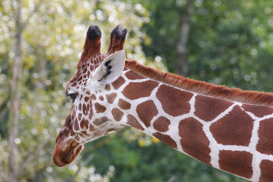 Giraffe is a large African ungulate with a long neck and long limbs. Here in Odense zoo,Denmark,Europe,Scandinavia