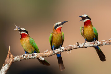 White-fronted Bee-eater (Merops bullockoides) with an insect as a prey sitting on a branch in...