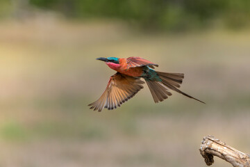Southern carmine Bee-eater (Merops nubicoides) flying in Mashatu Game Reserve in the Tuli Block in...