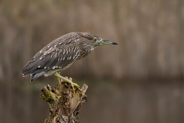  Beautiful juvenile Night Heron (Nycticorax nycticorax) on a branch. Noord Brabant in the Netherlands. Green background.                                                                                
