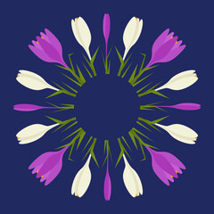 Fototapeta na wymiar Crocuses decorative wreath. Floral illustration of the crocuses in circle composition