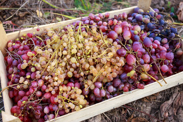 Background of pink grapes