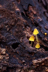 Mushrooms in shady forest