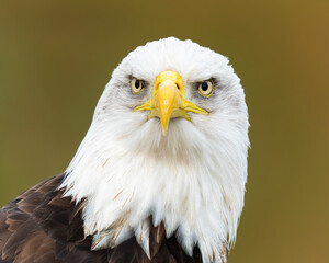 Portrait of a American Bald Eagle