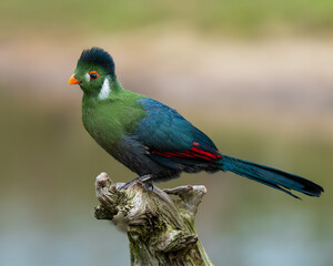 Portrait of a Green turaco