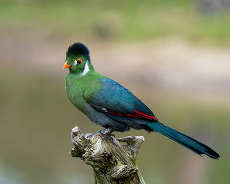 Portrait of a Green turaco