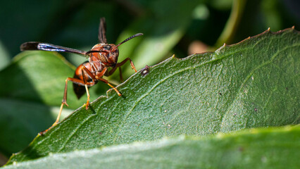 paper wasp