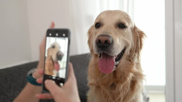 Girl hand with smartphone taking photo of golden retriever dog at home. Young woman photograph creates purebred pet doggy shots with mobile phone camera