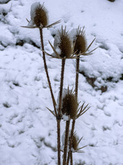 strainer type in nature tall thorn type