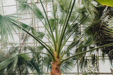 Obraz na płótnie Canvas Close-up of a coconut trunk. Silhouette of a high trunk of a palm tree. Bark of a tropical palm tree. Palm bark.