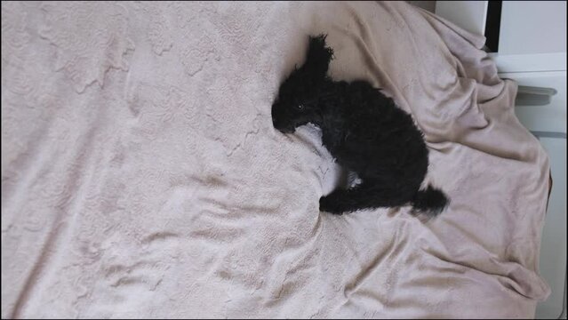 Dog goes crazy after a bath. The pet moves quickly on a bedspread, dries, a black toy poodle, a nimble dog. The dog is drying. Funny little dog.