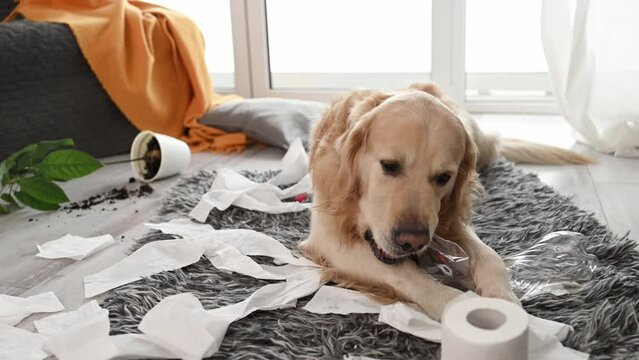 Golden retriever dog making mess with paper and home flower in living room.