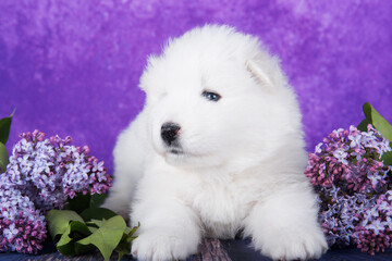 White fluffy small Samoyed puppy dog is sitting on purple background with lilac flowers