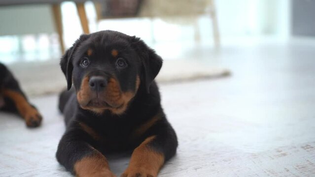 Rottweiler puppy lying on floor and barking at home