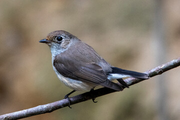 taiga flycatcher