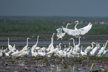  flock of birds