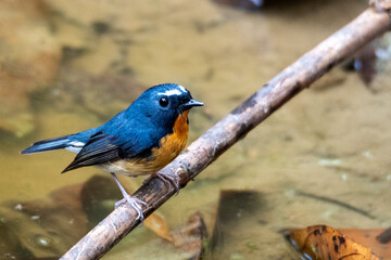 Snowy-browed Flycatcher