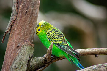 green winged budgie