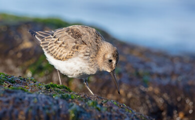 Dunlin - young bird at a seashore on the autumn migration way