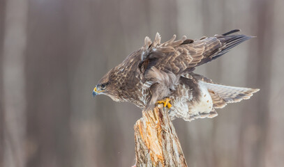 Common Buzzard in early spring at a wet forest