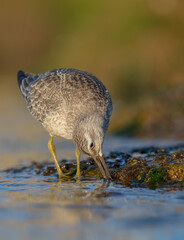 Red Knot - on the autumn migration way at a seashore