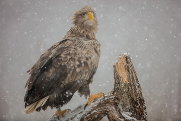 The white-tailed eagle - adult female - in early spring at the wet forest during the snowstorm