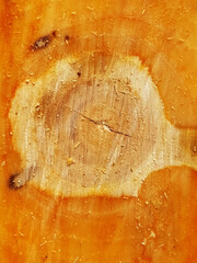 Close-up of the trunk of a sawn apple tree