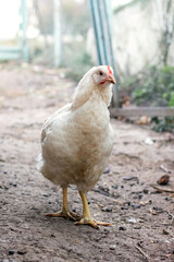 White chicken in the yard of the farm, breeding chickens