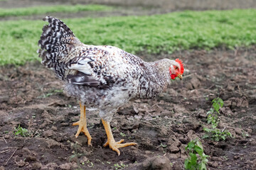 A young chicken in the farm garden is looking for food