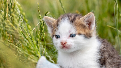 A small kitten in the garden among tall grass