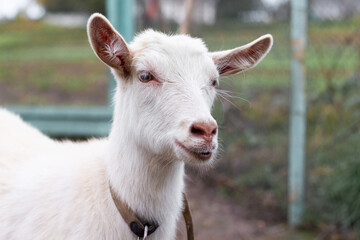 Naklejka na ściany i meble Portrait of a white goat on a farm in a fence